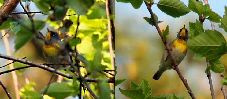 [Two images of the bird are combined into one photo. The image on the left is slightly blurry, but shows the side of the face as well as the underside of the bird. The image on the right is just the underside of the bird. This bird has a yellow belly and a yellow chin area. There is some rust color in with the yellow. The neck, head, and back are blue-grey. The stomach is white.]